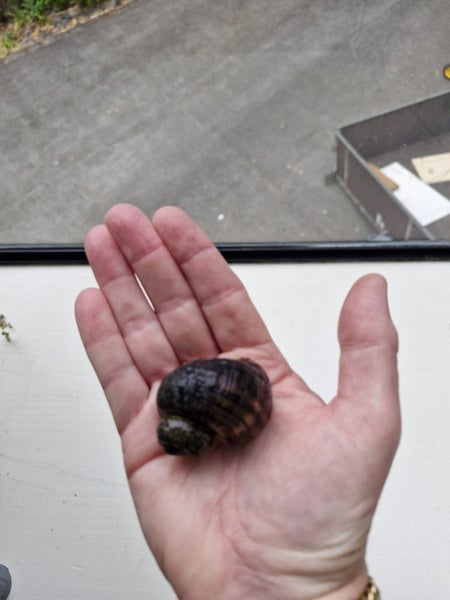 Large Brown Mystery Snail Carousel 1