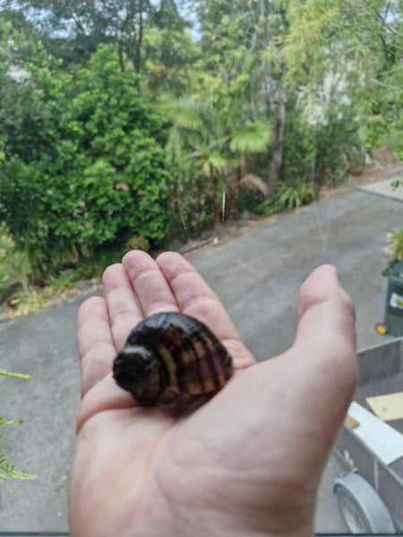 Large Brown Mystery Snail Carousel 2