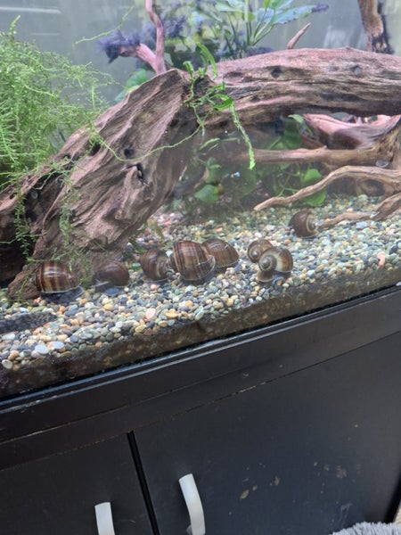 Large Brown Mystery Snail Carousel 9
