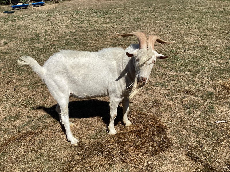 Male Goat Carousel 1