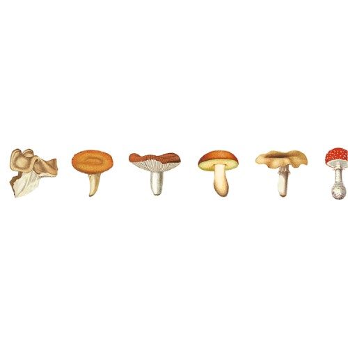 MT Washi Tape 15mm x 7m EX Mushroom Carousel 2