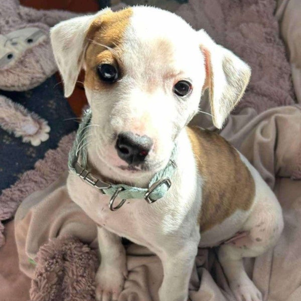 Inca - Collie X - BOI Animal Rescue Trust Carousel 2