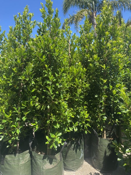Ficus Tuffy/Tuffi - XL grade ! Carousel 2