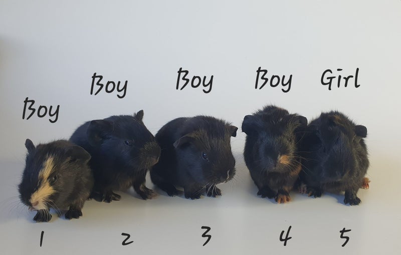 Baby Guinea Pigs, pick up Helensville Carousel 2