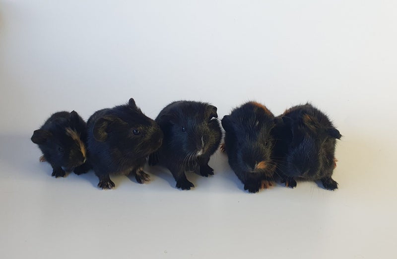 Baby Guinea Pigs, pick up Helensville Carousel 1