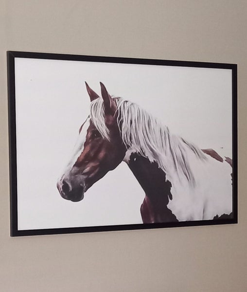 Horse Picture628638642286091112