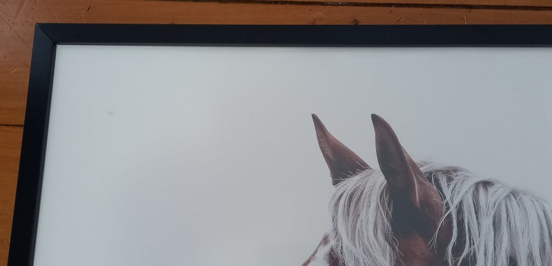 Horse Picture62863864228609112
