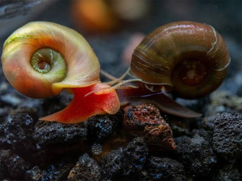 Ramshorn snail mixed size Carousel 1