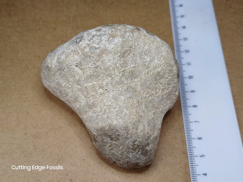 Petoskey Stone - Fossil Coral - Michigan, USA Carousel 1