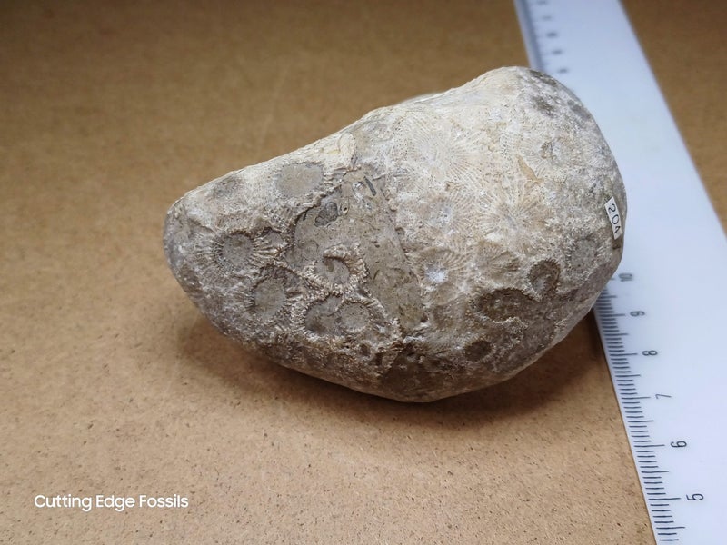 Petoskey Stone - Fossil Coral - Michigan, USA Carousel 2
