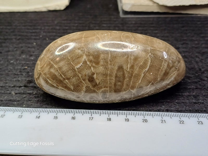 Petoskey Stone - Fossil Coral - Michigan, USA Carousel 15