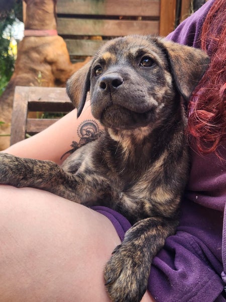 Jai (Ellie's Canine Rescue & Rehome) Carousel 2
