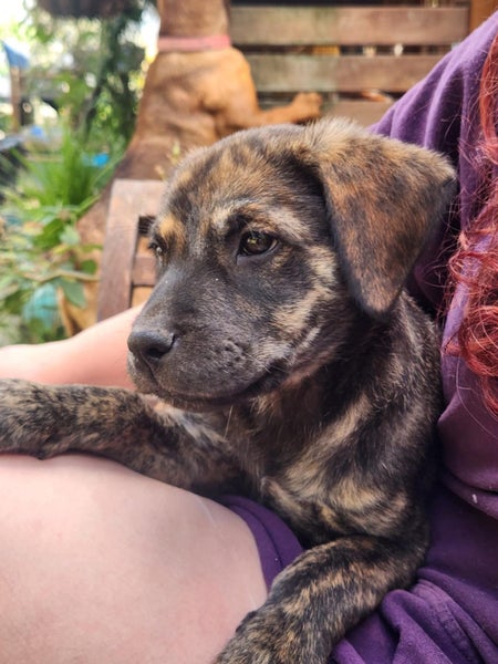 Jai (Ellie's Canine Rescue & Rehome) Carousel 3