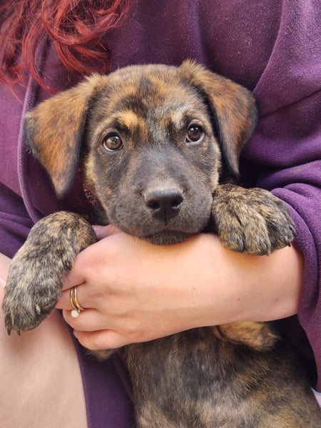 Jai (Ellie's Canine Rescue & Rehome) Carousel 1