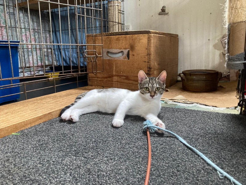 Brave Paws Cat Rescue - Kitten - LUCIE Carousel 2