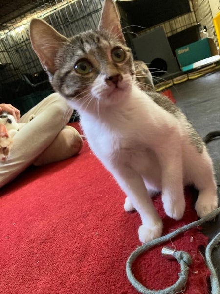 Brave Paws Cat Rescue - Kitten - LUCIE Carousel 1