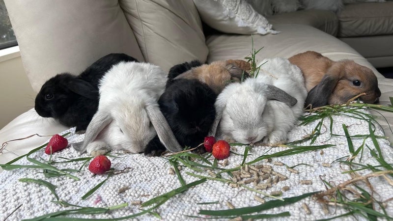 Mini lops babies Carousel 1