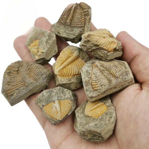 100% Natural Trilobite Tail Fossil Ancient fossils Teaching Specimens Collection Carousel 1