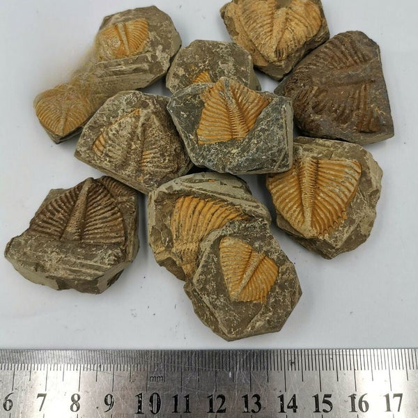 100% Natural Trilobite Tail Fossil Ancient fossils Teaching Specimens Collection Carousel 2
