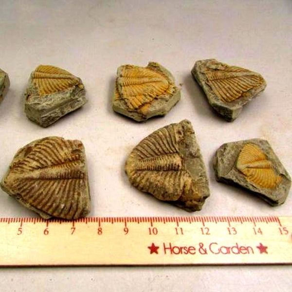 100% Natural Trilobite Tail Fossil Ancient fossils Teaching Specimens Collection Carousel 7