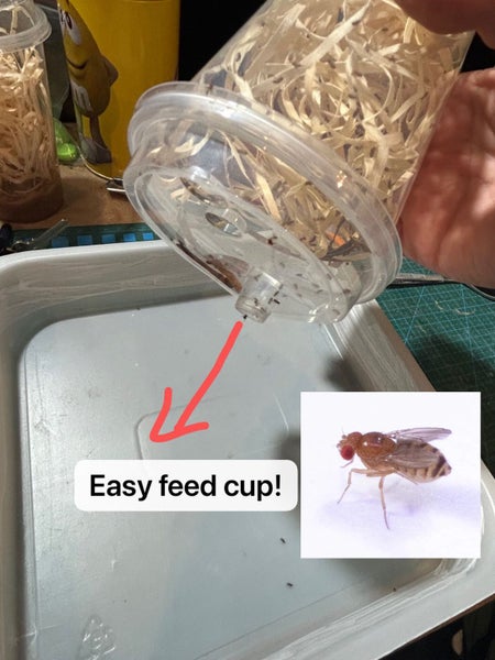 Flightless Fruit Fly Culture - one cup Carousel 1