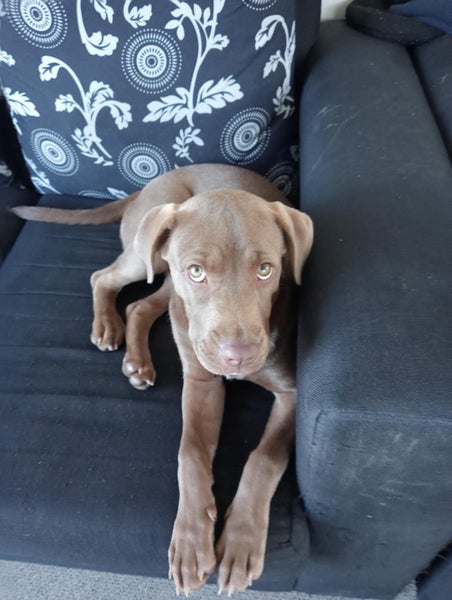 Hazel - Good with Other Dogs, Cats and Children Carousel 1