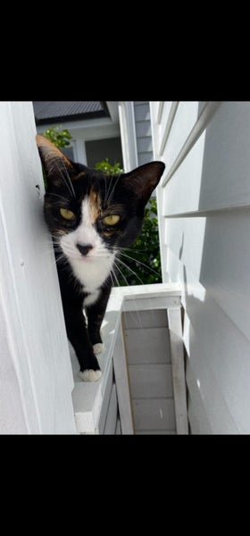 Beautiful female tabby - free to a good home Carousel 1