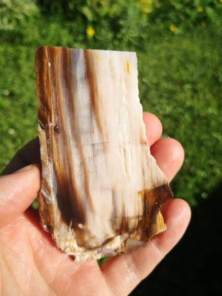 Petrified wood translucent carving slab Carousel 1