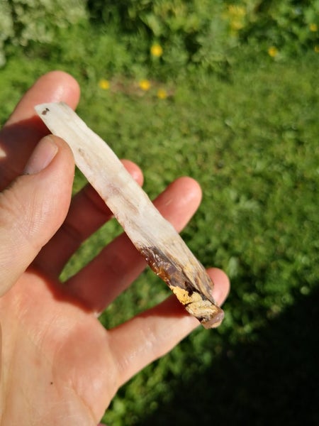 Petrified wood translucent carving slab Carousel 7