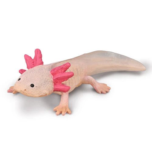CO Axolotl (M) Carousel 1