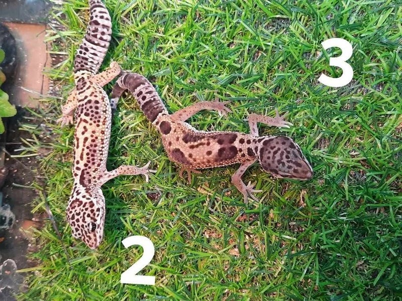 Leopard Geckos Carousel 1