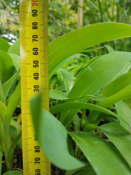 Renga renga x 10 5cm pots Arthropodium Matapouri Bay Carousel 1