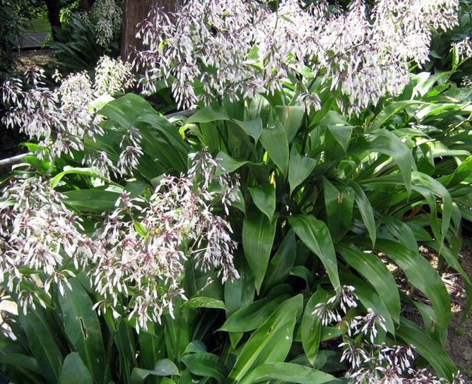 Renga renga x 10 5cm pots Arthropodium Matapouri Bay Carousel 3