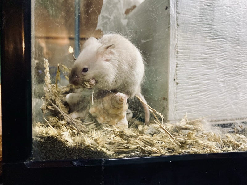 Gorgeous Fancy Pet Mice Carousel 1