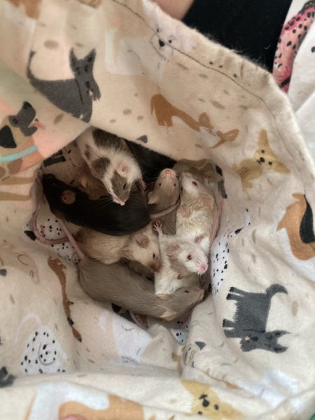 Gorgeous Fancy Pet Mice Carousel 2
