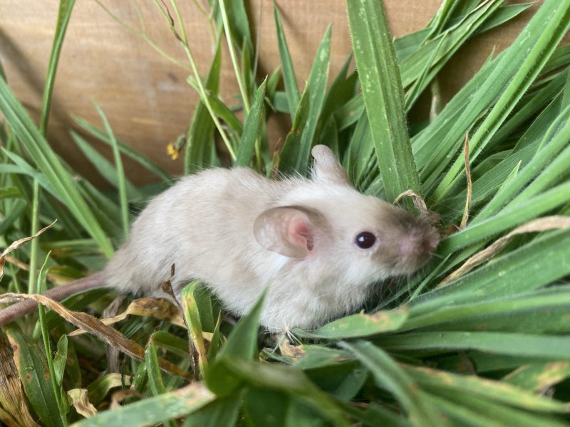 Gorgeous Fancy Pet Mice Carousel 16