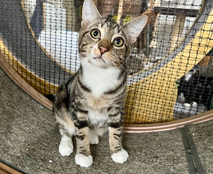 Kitty Kingdom - DALLAS Carousel 1