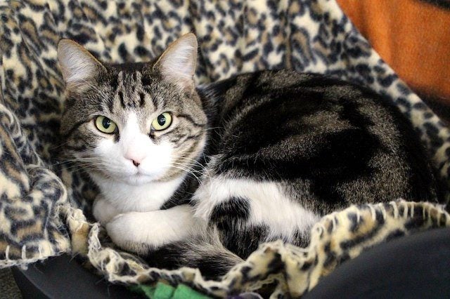 Cats Protection Canterbury - Petrov Carousel 1