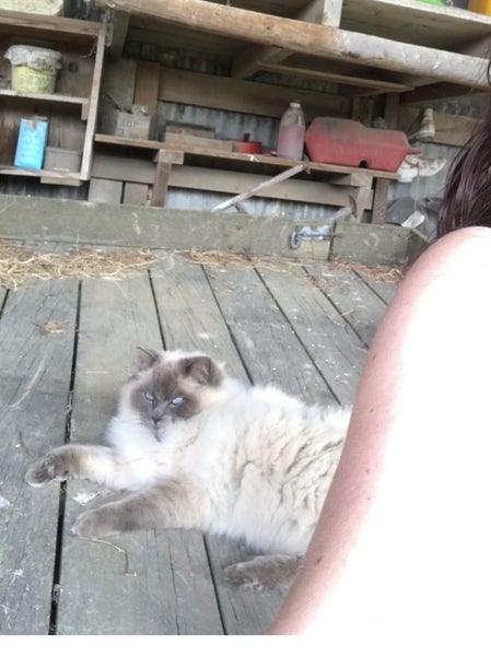 Missing Ragdoll Carousel 6