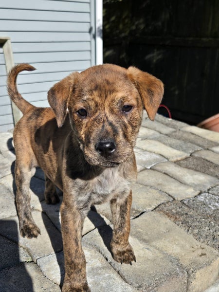 Peaches (Ellie's Canine Rescue & Rehome) Carousel 1