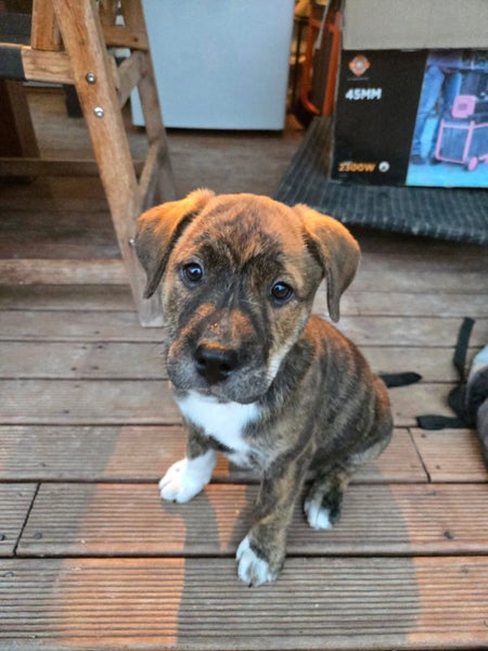 Neala (Ellie's Canine Rescue & Rehome) Carousel 1