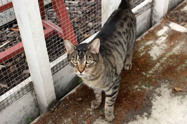 Cats Protection Canterbury - Harley Carousel 1
