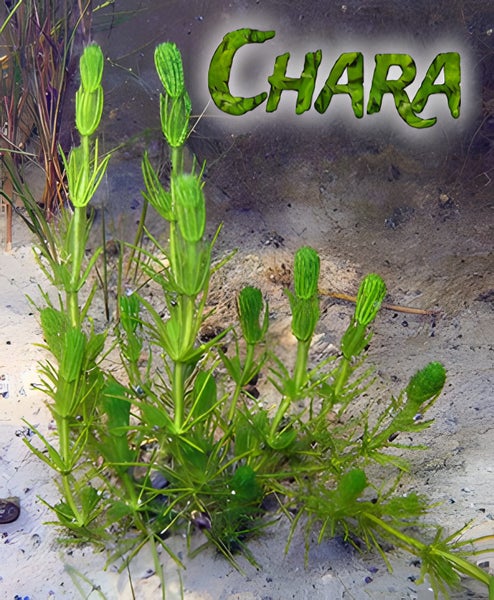 Chara.......great oxygen producer, fast growing. Carousel 1