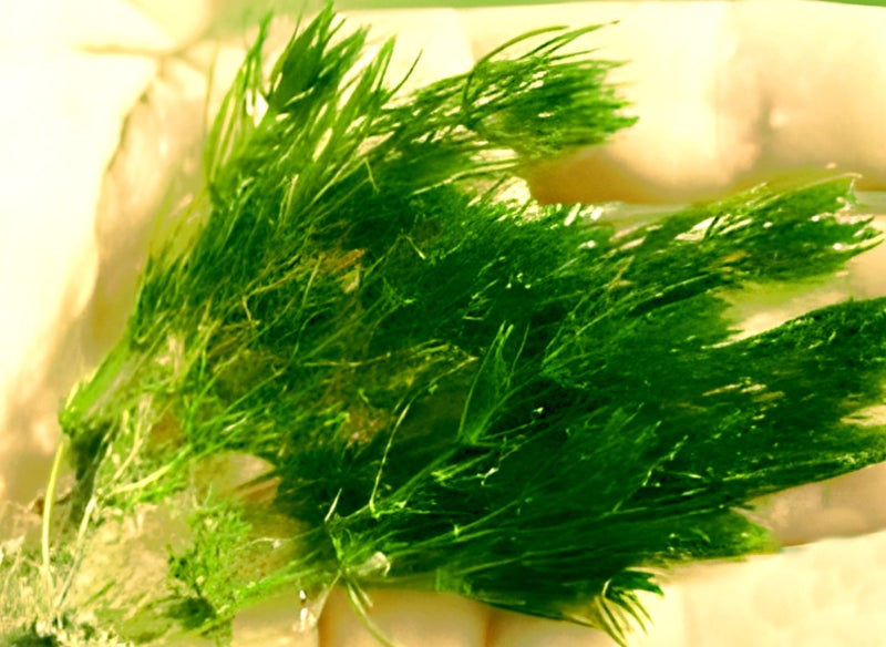 Chara.......great oxygen producer, fast growing. Carousel 2
