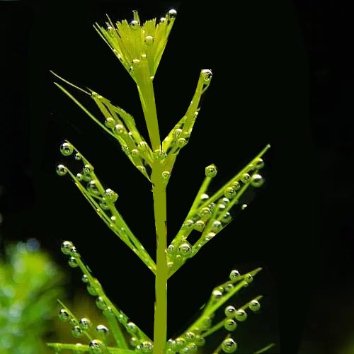 Chara.......great oxygen producer, fast growing. Carousel 7