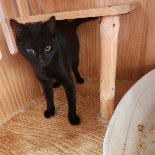 SHADOW - AVAILABLE FOR ADOPTION - PET WHISPERER RESCUE Carousel 9