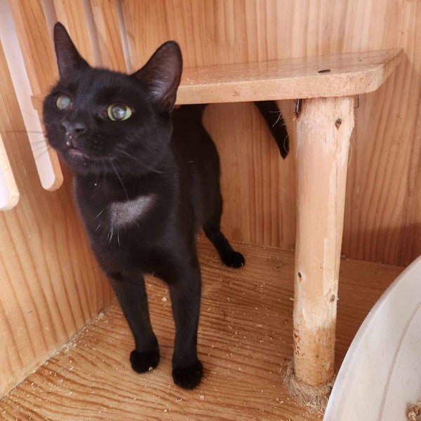 SHADOW - AVAILABLE FOR ADOPTION - PET WHISPERER RESCUE Carousel 2