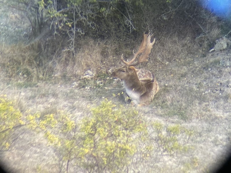 Fallow Rut & Wallaby Hunting - Hakataramea Valley Carousel 2