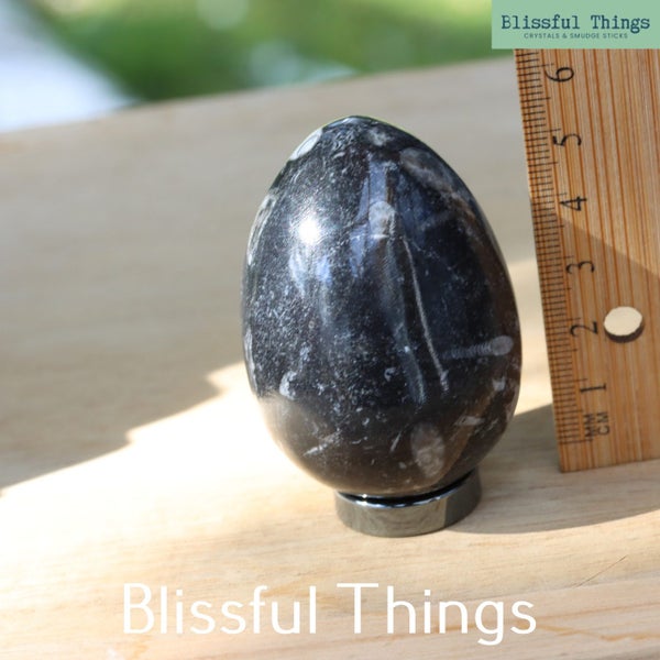 Orthoceras Fossil Egg (TMz60) Carousel 5