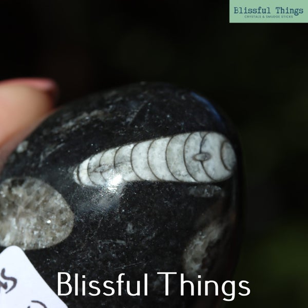 Orthoceras Fossil Egg (TMz60) Carousel 1